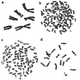 Illustration for article titled This Prehistoric Pocket Deer Has Fewer Chromosomes Than A Fruit Fly